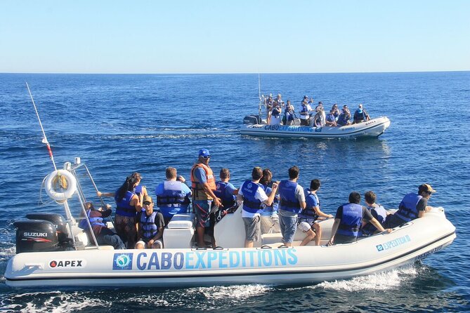 Small-Group Whale Watching Zodiac Boat Cruise in Cabo San Lucas - What you might see from the Zodiac