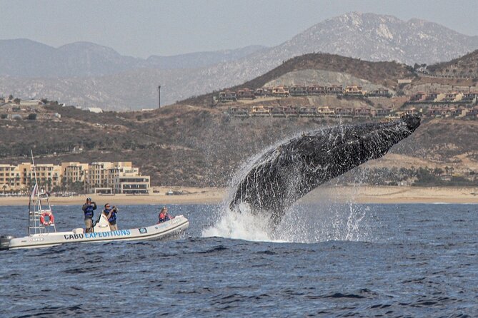 Small-Group Whale Watching Zodiac Boat Cruise in Cabo San Lucas - The marine guide and the quality of the commentary