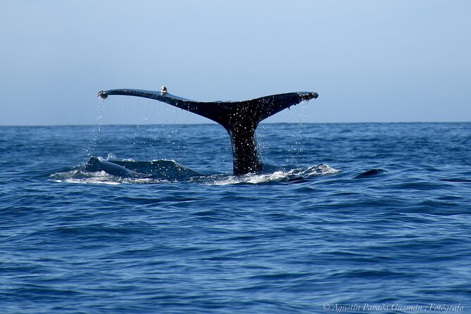 Small-Group Whale Watching Zodiac Boat Cruise in Cabo San Lucas - How rough is the ride?