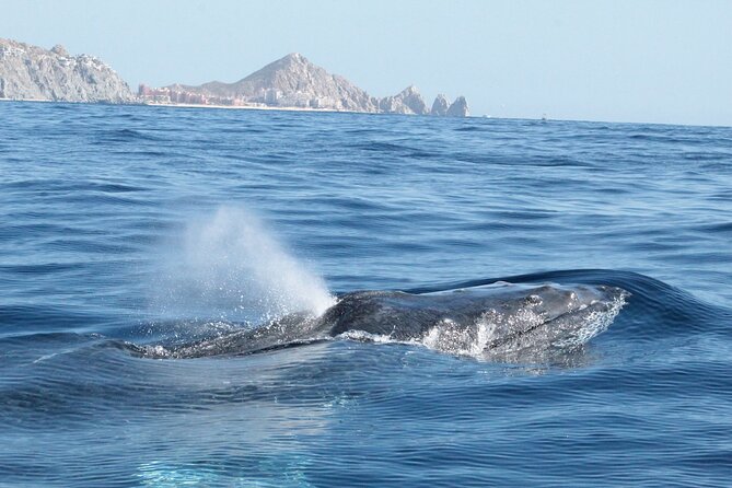 Small-Group Whale Watching Zodiac Boat Cruise in Cabo San Lucas - Is $85 a fair price?