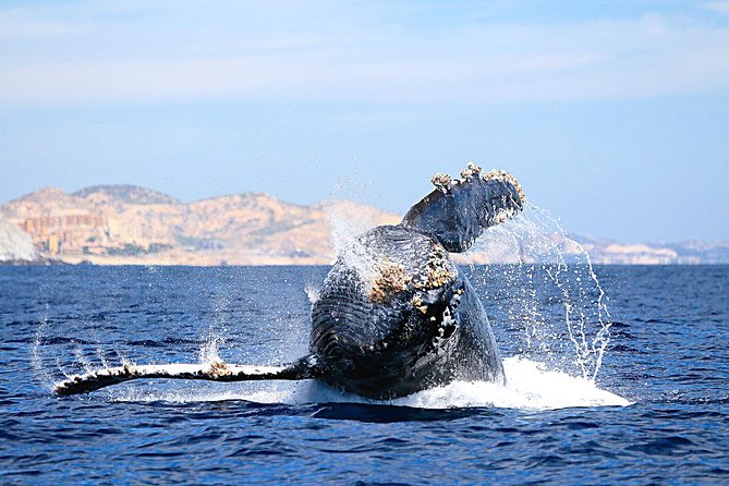 Small-Group Whale Watching Zodiac Boat Cruise in Cabo San Lucas - Searching the Pacific and Sea of Cortez