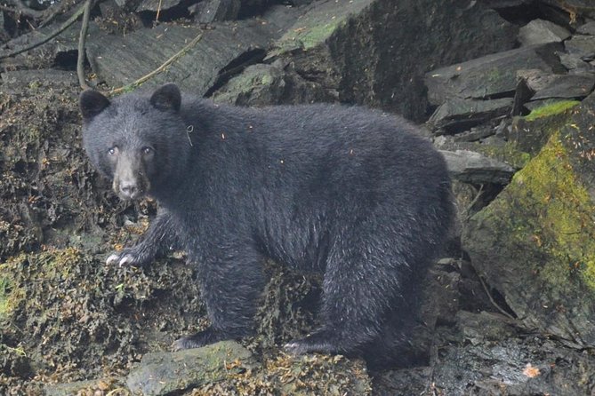 Small-Group Zodiac Wilderness Adventure from Ketchikan - A beach stop with cookies and cocoa