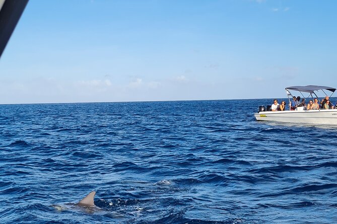 Snorkel with Dolphins, Lunch on Benitiers island, Speedboat - Starting early at Tamarin Beach