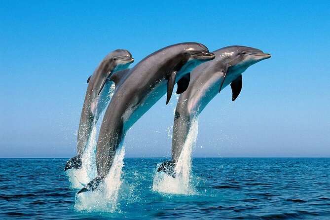 Snorkel with Dolphins, Lunch on Benitiers island, Speedboat - Ile aux Benitiers, beach time, and lunch