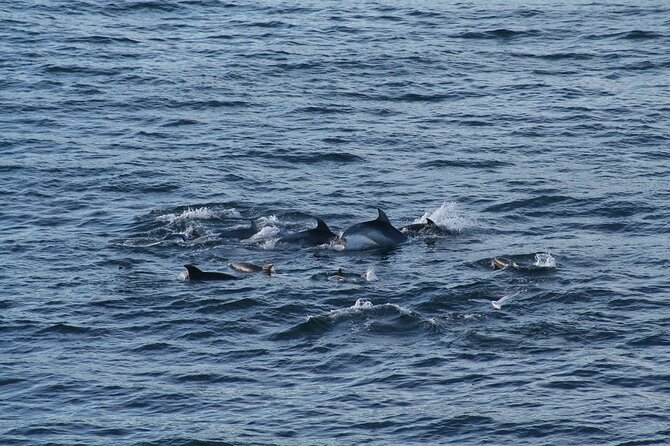 Snorkel with Dolphins, Lunch on Benitiers island, Speedboat - West Mauritius scenery from the water