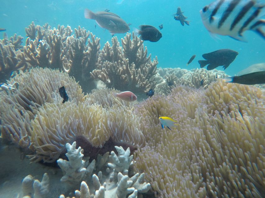 Snorkeling Cham Island: Snorkeling Tour by Speed Boat - Key points at a glance