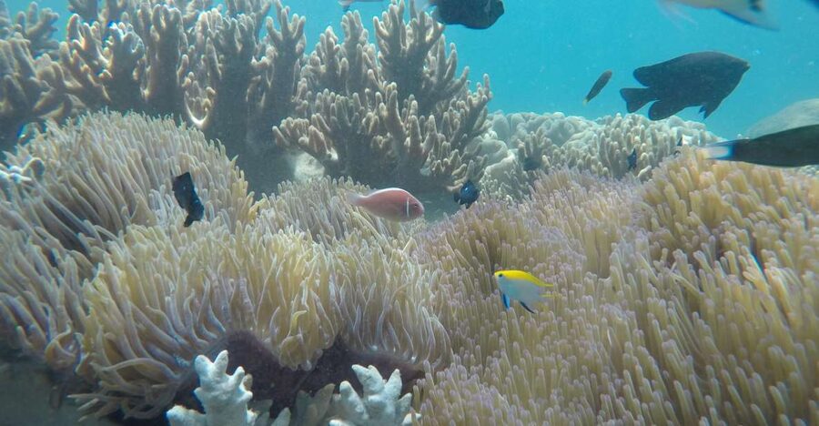 Snorkeling Cham Island: Snorkeling Tour by Speed Boat - Why Cham Island works as a full-day outing