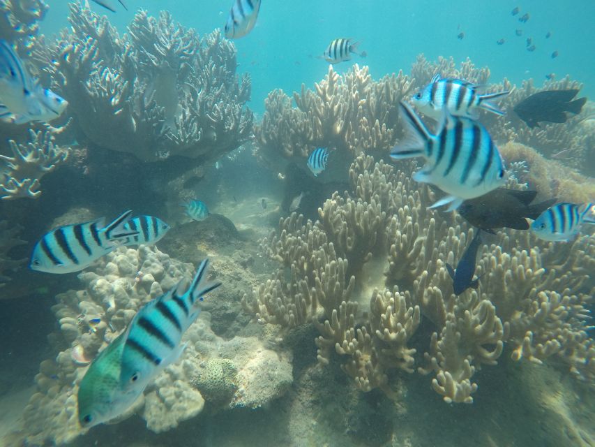 Snorkeling Cham Island: Snorkeling Tour by Speed Boat - Bai Chong Beach after lunch