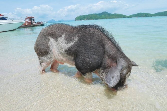 Snorkeling & Kayaking Trip at Koh Madsum and Koh Tan By Speedboat From Koh Samui - What the $58.52 price really covers