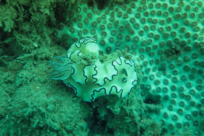 Snorkeling Tour to 4 Islands(Emerald Cave) From Koh Lanta by Speedboat - Timing, transfers and what to pack