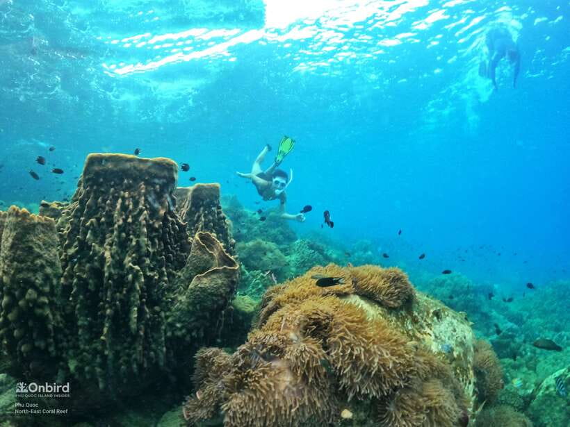 South Phu Quoc: Pro Snorkeling Tour by Speedboat - Why this South Phu Quoc trip feels different