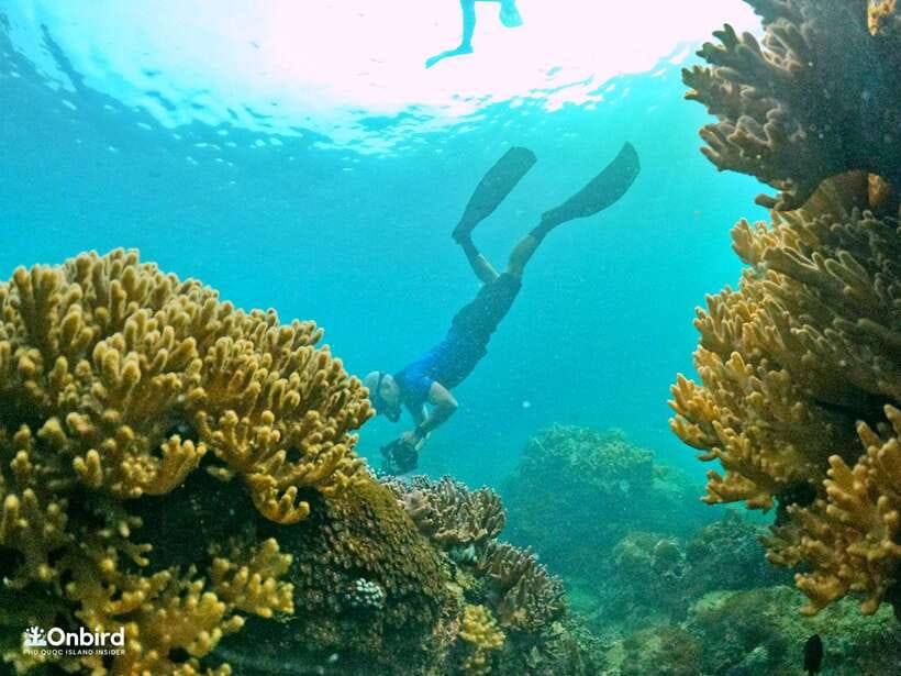South Phu Quoc: Pro Snorkeling Tour by Speedboat - Two coral sites, selected for the day
