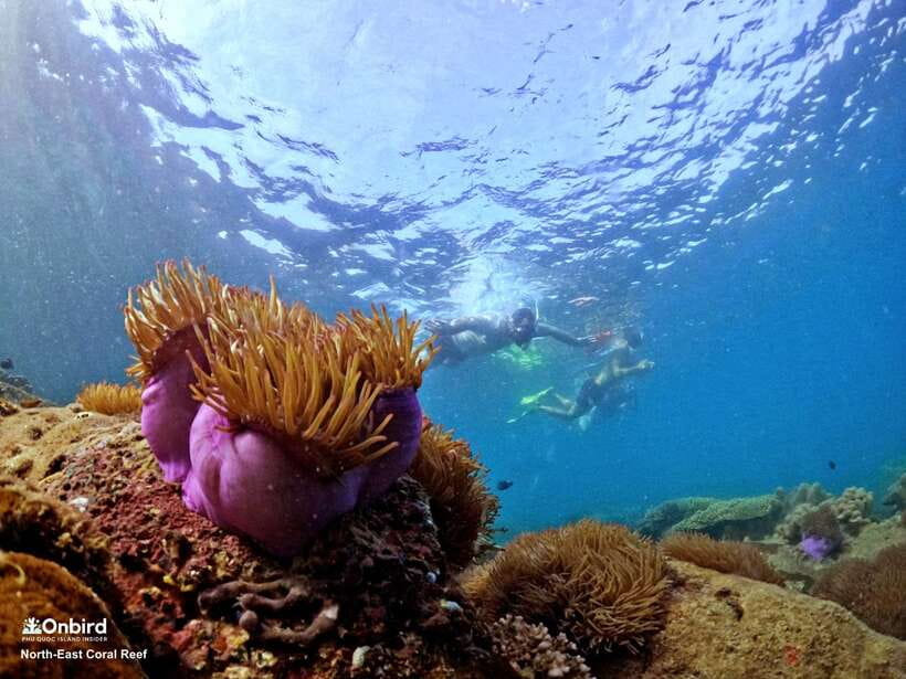 South Phu Quoc: Pro Snorkeling Tour by Speedboat - Speedboat travel and the final island stop