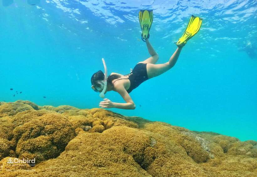 South Phu Quoc: Pro Snorkeling Tour by Speedboat - Who should book this tour
