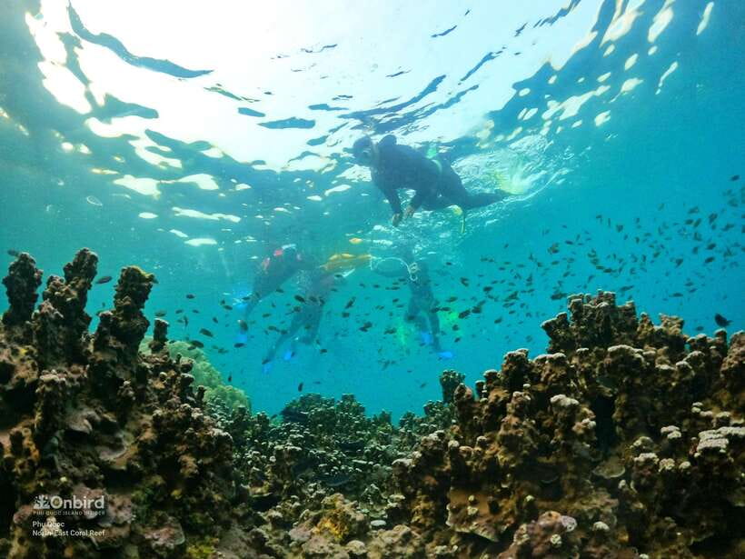 South Phu Quoc: Pro Snorkeling Tour by Speedboat - Should you book the OnBird South Phu Quoc tour?