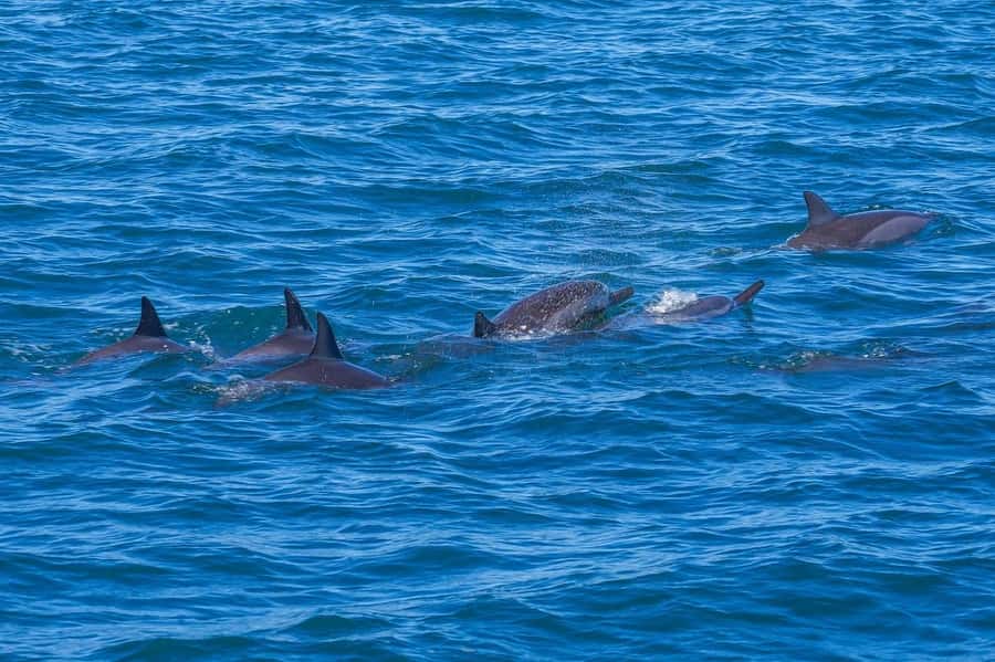 Speedboat to Ile aux Benitier: Dolphin Encounter & Lunch - Starting from Flic en Flac for the West Coast