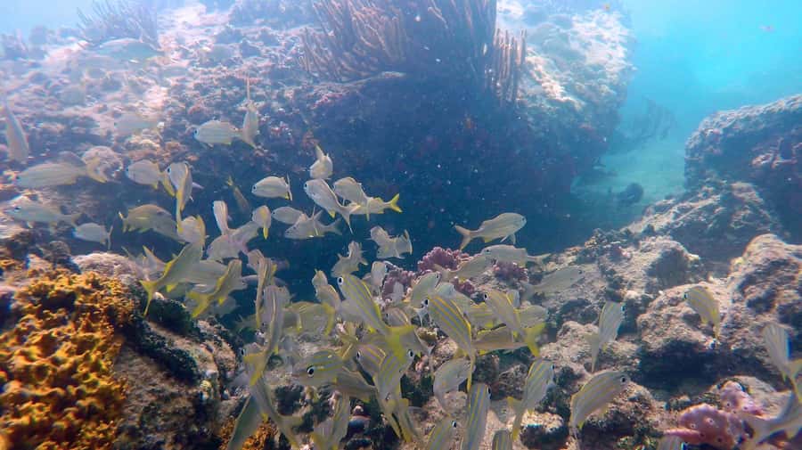 SPEEDBOAT TOUR TO TAYRONA CRISTAL BEACH - Snorkeling and marine life