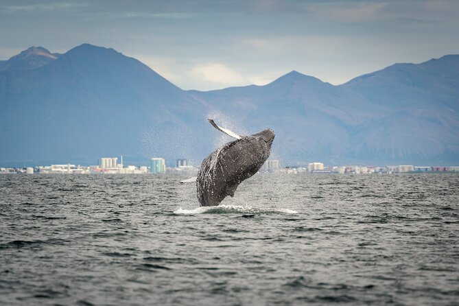 Speedboat Whale Watching Small-Group Tour in Reykjavik - Harpa and the Reykjavik waterfront