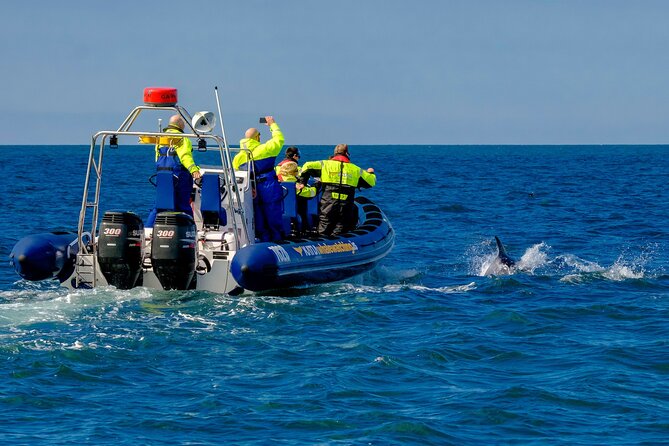 Speedboat Whale Watching Small-Group Tour in Reykjavik - Searching Faxaflói Bay for whales