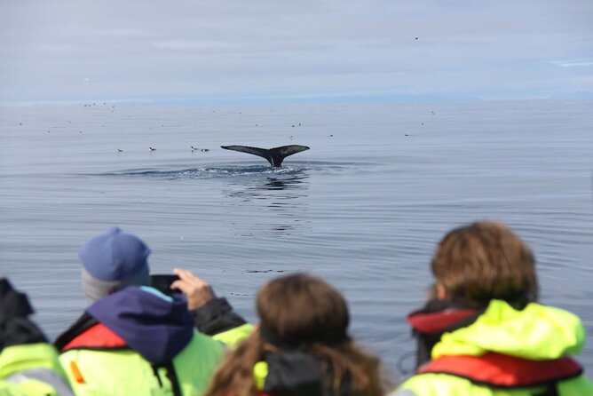 Speedboat Whale Watching Small-Group Tour in Reykjavik - Puffin Island and the birdlife