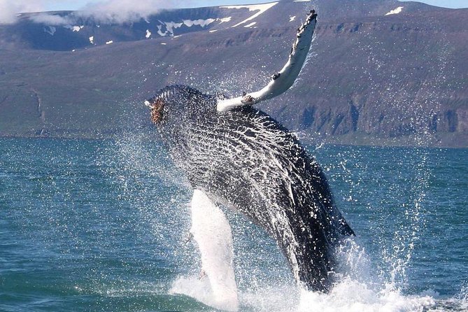 Speedboat Whale Watching Small-Group Tour in Reykjavik - How comfortable is the ride?