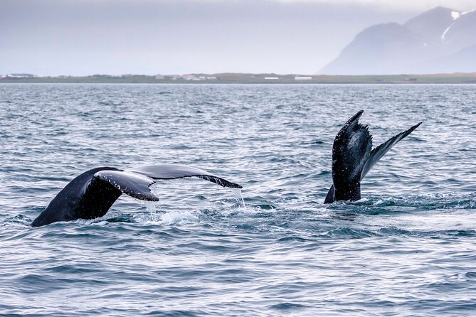 Speedboat Whale Watching Small-Group Tour in Reykjavik - Is $164 a fair price?