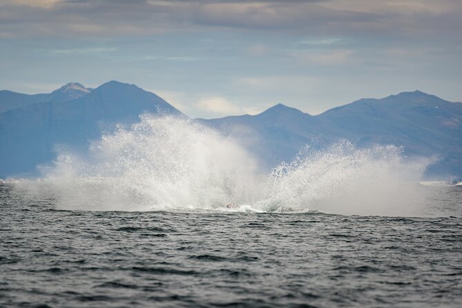 Speedboat Whale Watching Small-Group Tour in Reykjavik - Sun Voyager from the water