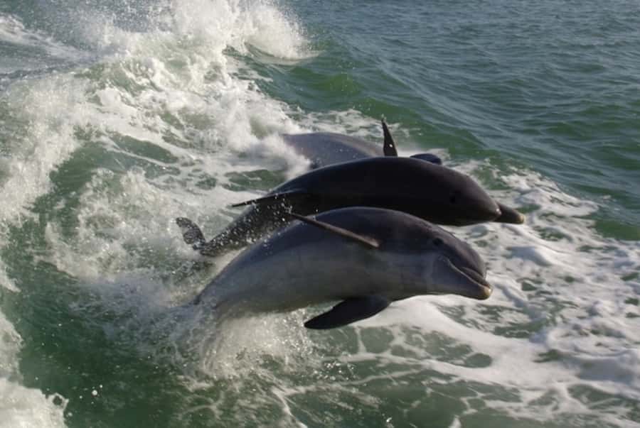 St. Pete Beach: Dolphin Racer Cruise by Speedboat - Key points to know before you book