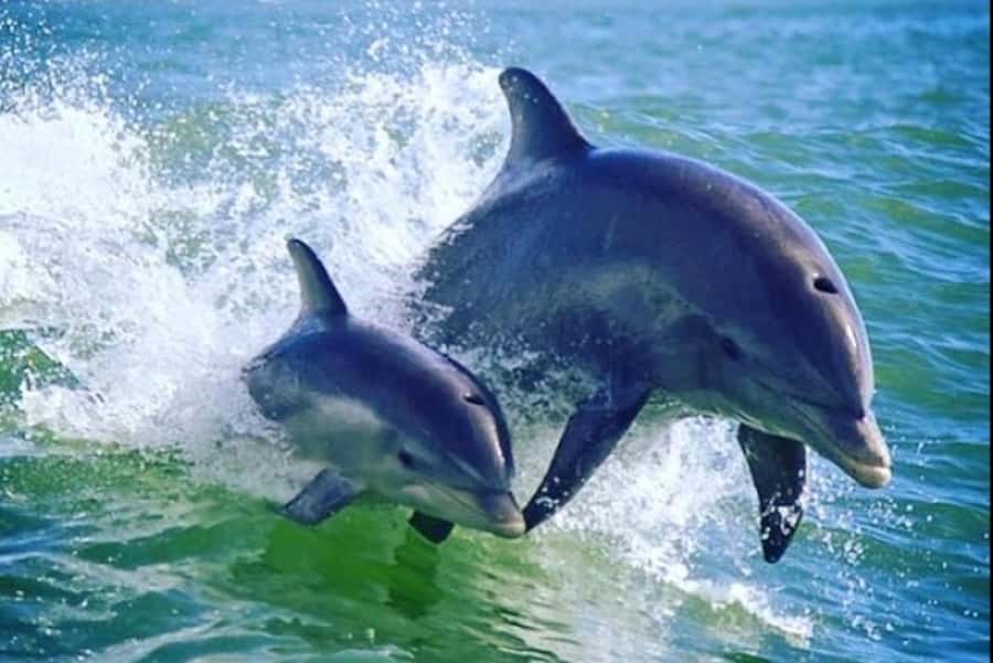 St. Pete Beach: Dolphin Racer Cruise by Speedboat - A fast start from St. Pete Beach