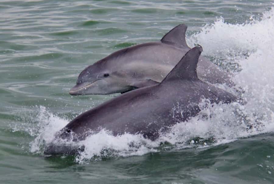 St. Pete Beach: Dolphin Racer Cruise by Speedboat - What the $36 price gets you