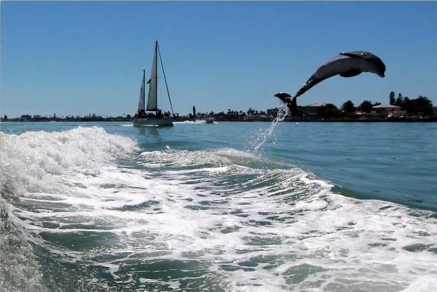 St. Pete Beach: Dolphin Racer Cruise by Speedboat - Parking and meeting point details