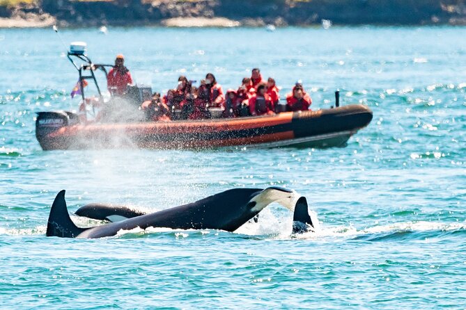 Summer Whale Watching Tour in a Zodiac Boat in Victoria - Key points to know before you book