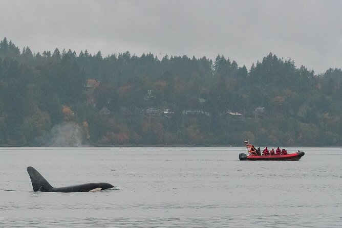 Summer Whale Watching Tour in a Zodiac Boat in Victoria - A close-to-the-water start from Victoria’s Inner Harbour