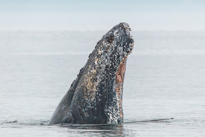 Summer Whale Watching Tour in a Zodiac Boat in Victoria - Race Rocks, tidal power, and a crowded marine neighborhood