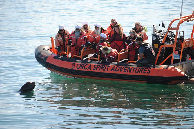 Summer Whale Watching Tour in a Zodiac Boat in Victoria - What whale watching may look like in practice