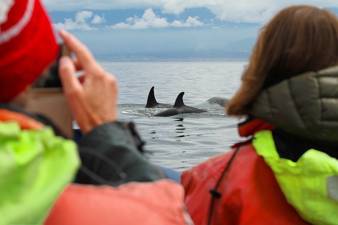 Summer Whale Watching Tour in a Zodiac Boat in Victoria - The survival suit helps, but dress for spray