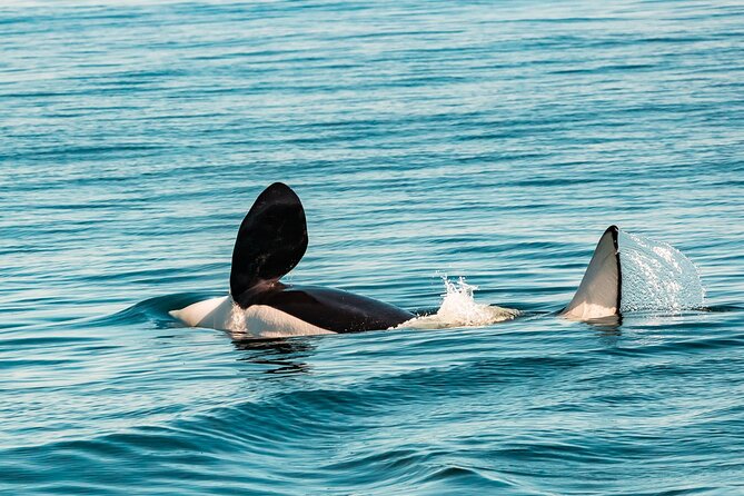 Summer Whale Watching Tour in a Zodiac Boat in Victoria - Fisgard Lighthouse and Fort Rodd Hill from the water