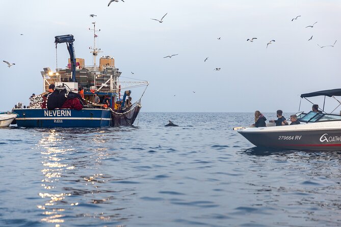Sunrise Dolphins & Fishermen at Work speedboat tour in Rovinj - Why the fishing boats make this dolphin trip different