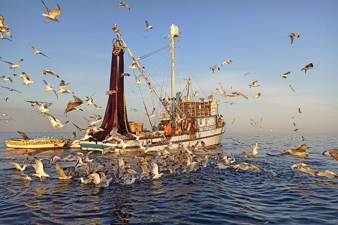 Sunrise Dolphins & Fishermen at Work speedboat tour in Rovinj - Who will enjoy this morning most