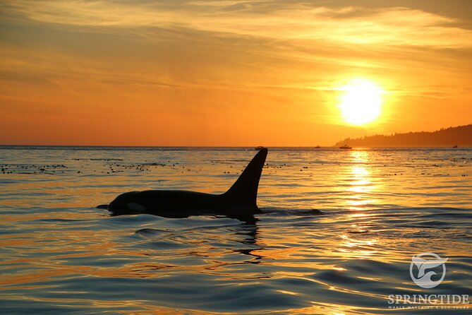 Sunset Zodiac Tour - Wildlife encounters on the Salish Sea