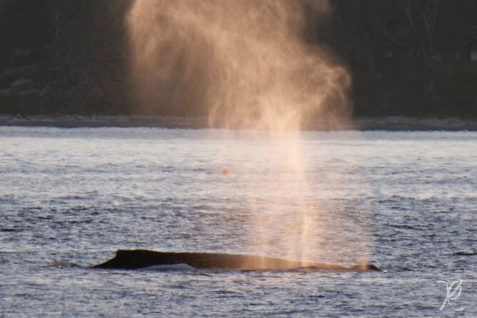 Sunset Zodiac Tour - The guides shape the quality of the outing