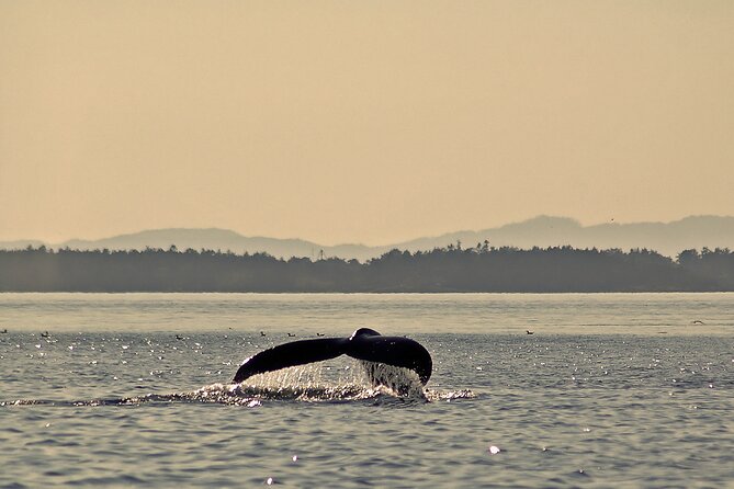 Sunset Zodiac Tour - Who should book this Zodiac ride?
