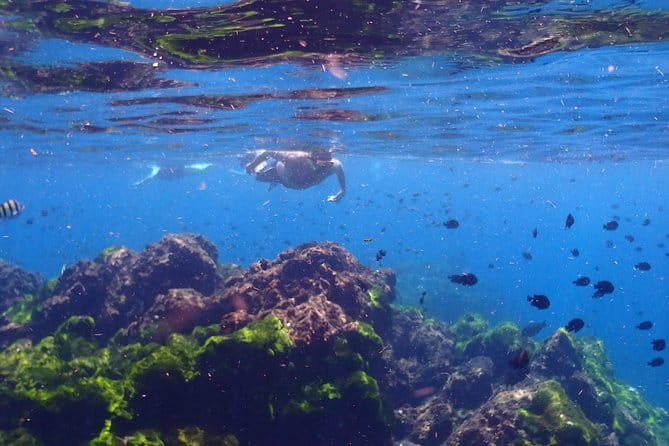 Surin Island Snorkeling by Speedboat from Khao Lak - What the snorkeling stops can offer