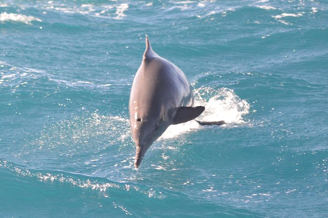 Swim With Dolphin By Semi PRIVATE Speedboat & Transfer - Hurghada - What Dolphin House really means