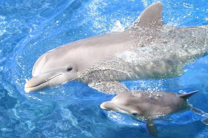Swim with Dolphins Semi Private Speedboat Sea Tour - Hurghada - Heading out from Hurghada at 8 am
