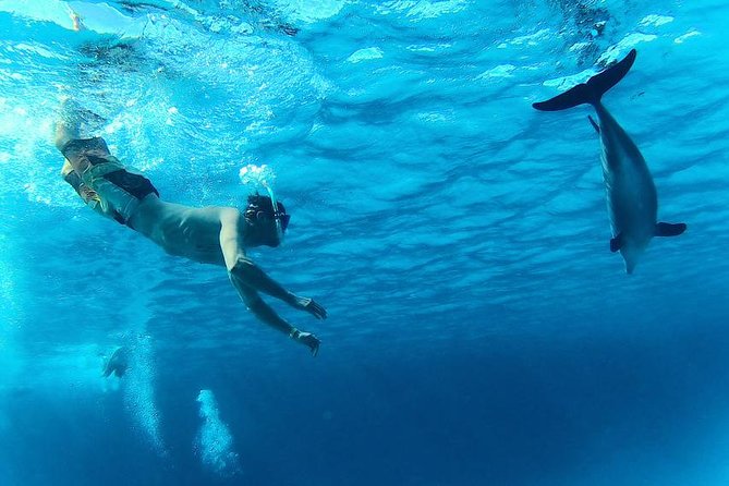 Swim with Dolphins Semi Private Speedboat Sea Tour - Hurghada - What is really included for $55