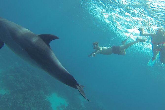 Swim with Dolphins Semi Private Speedboat Sea Tour - Hurghada - The crew can shape the whole day