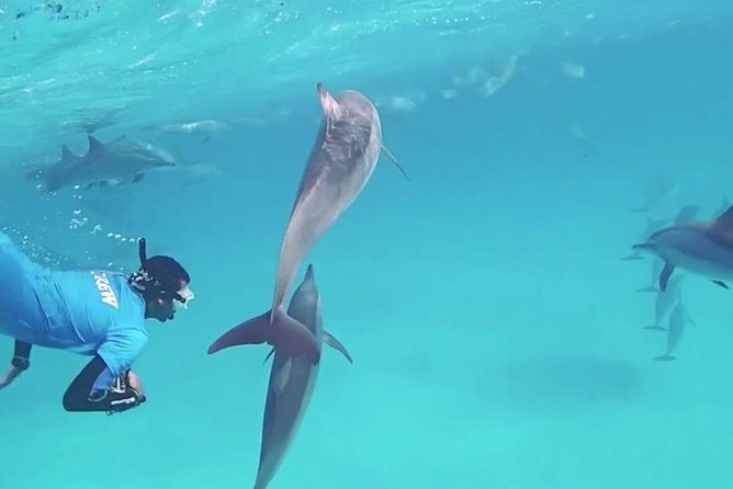 Swim with Dolphins Semi Private Speedboat Sea Tour - Hurghada - Who will get the most from this trip