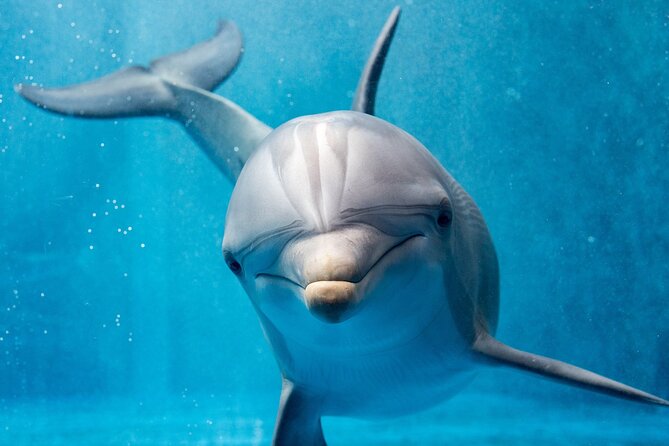 Swim with Dolphins Semi Private Speedboat Sea Tour - Hurghada - Practical planning for a smoother morning