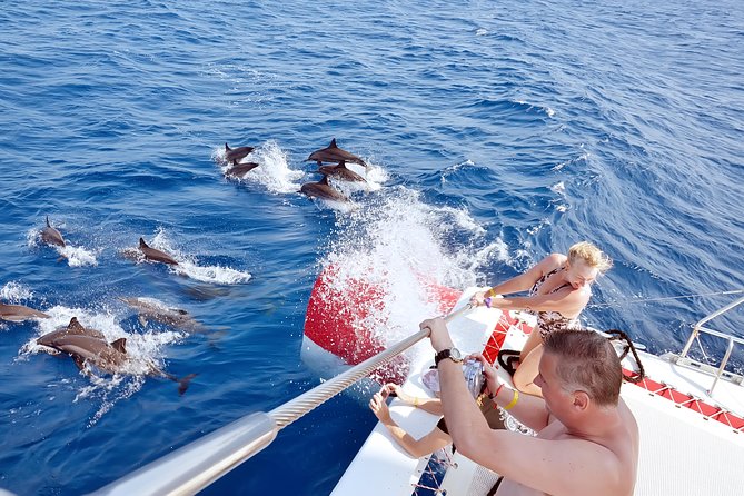 Swim with Dolphins Semi Private Speedboat Sea Tour - Hurghada - Snorkeling at two Red Sea sites